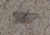 Idaea seriata